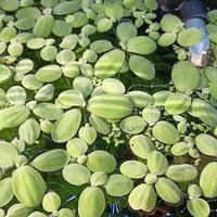 Pianta acquario galleggiante Pistia