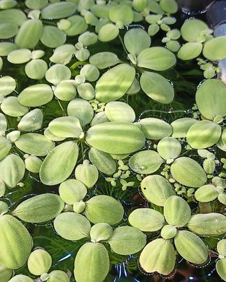 Pianta acquario galleggiante Pistia
