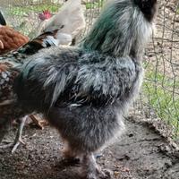 Gallo Moroseta (nero grigiastro)
