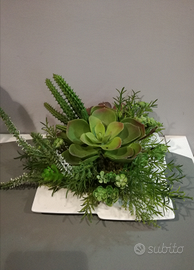 Composizione di piante grasse