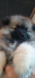 Wolf spitz keeshond