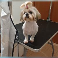 Shihtzu femmina