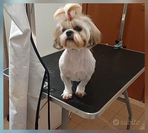 Shihtzu femmina