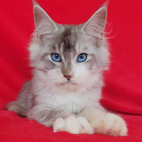 Cucciolo maschio maine coon con pedigree