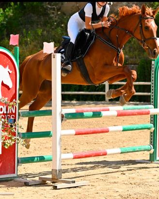 Splendida Cavalla italiana (AA) di 7 anni