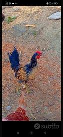 Galline ovaiole
