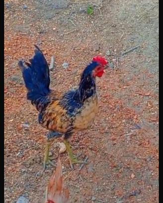 Galline ovaiole