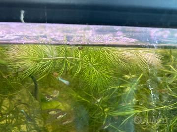 Piante ceratophillum demersum e najas guada