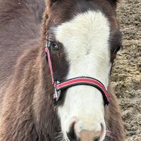 Puledro paint black overo