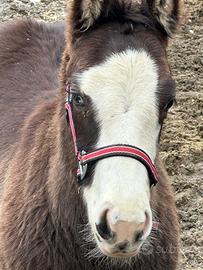 Puledro paint black overo