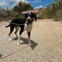 Incrocio beagle nero maschio