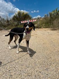 Incrocio beagle nero maschio