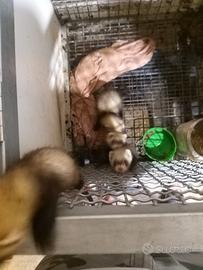 Furetti 2,5 mesi