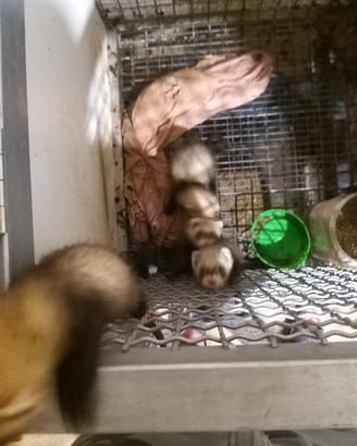 Furetti 2,5 mesi