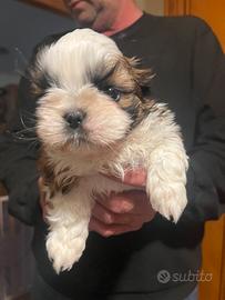 Cuccioli shih-tzu 60 giorni