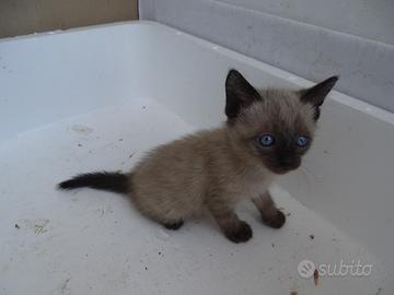 Gattini di circa 2 mesi