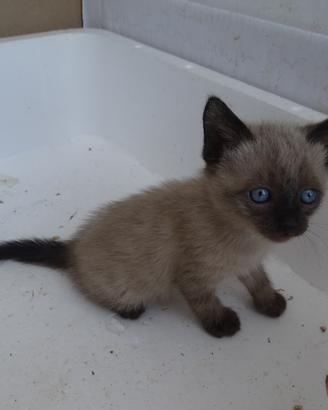 Gattini di circa 2 mesi