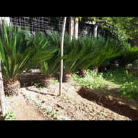 Piante cycas revoluta