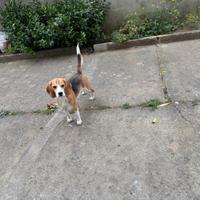 Beagle