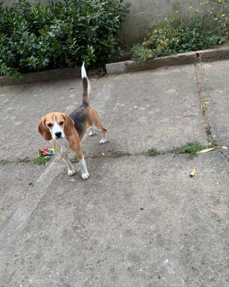 Beagle