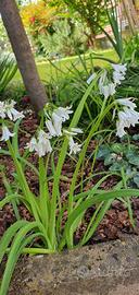 6 bulbi di Allium Triquetrum