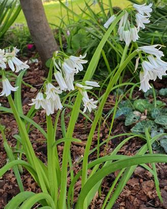 6 bulbi di Allium Triquetrum