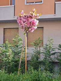 Ciliegio giapponese Kanzan 