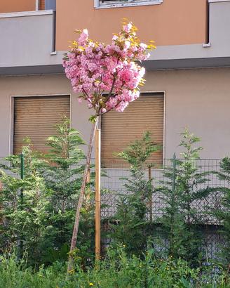 Ciliegio giapponese Kanzan 