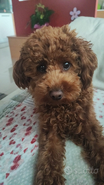 Barboncino nano Red per monta