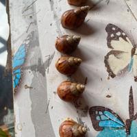 Lumache giganti africane