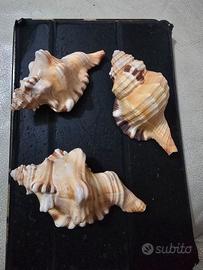 conchiglia da mia collezione