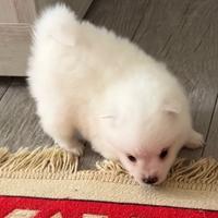 Cuccioli cane spitz