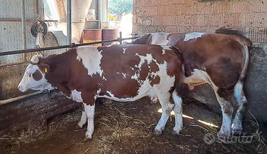 Due mucche gravide e un toro (pezzati)