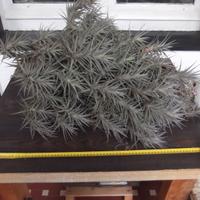 Cespuglio enorme di Tillandsia