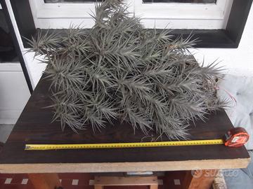 Cespuglio enorme di Tillandsia