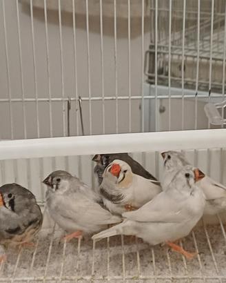 Diamantini maschi e femmine