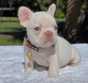 Bulldog francese Platinum