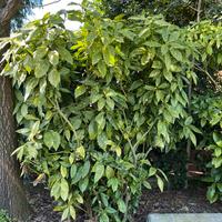 Aucuba Japonica Variegata