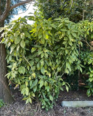 Aucuba Japonica Variegata