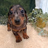 Bassotto nano Silver Arlecchino