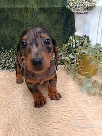 Bassotto nano Silver Arlecchino