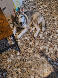 Husky di 5 mesi maschio