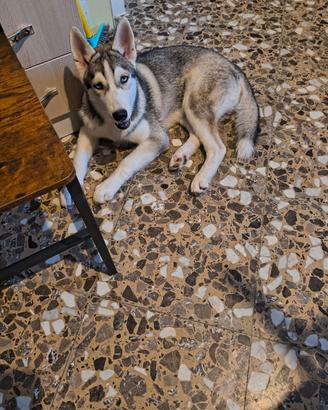 Husky di 5 mesi maschio