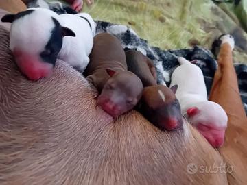 Cuccioli addati a te?