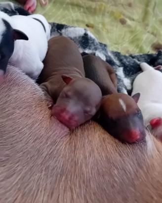 Cuccioli addati a te?