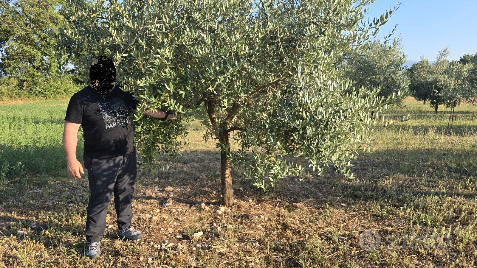 Terreno agricolo con uliveto - Vista 3