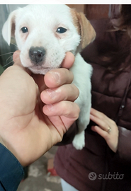 Cuccioli di Jack Russell Terrier