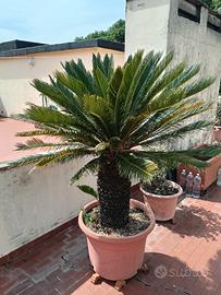 cycas in vaso 