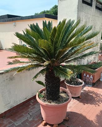 cycas in vaso 