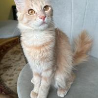 Gattina di razza, Angora Turco - Georgina